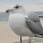 Reymonta Z Widokiem Na Morze Kołobrzeg