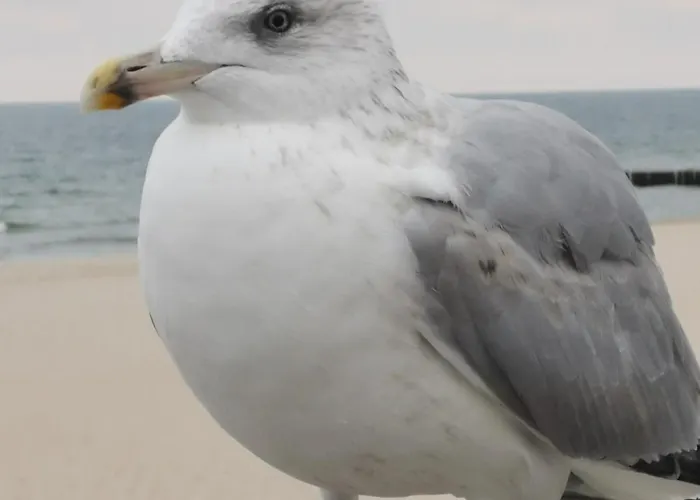 Reymonta Z Widokiem Na Morze Kolobřeh