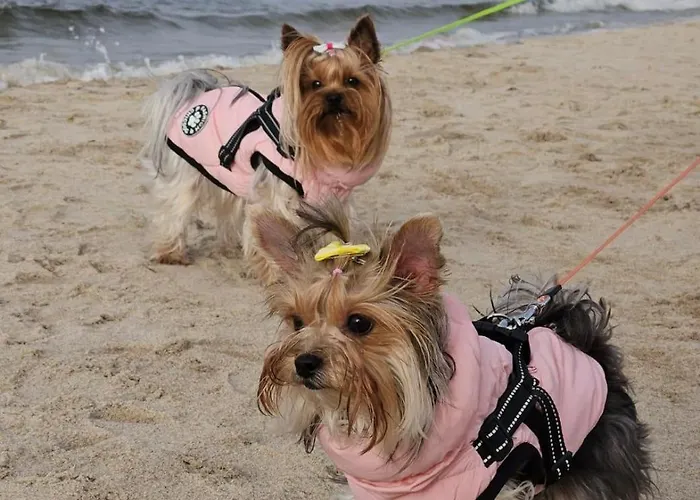 Reymonta Z Widokiem Na Morze Kolobřeh